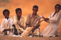 Lov èápù v jižním Súdánu