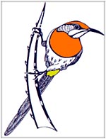 Logo ornitologického kongresu.