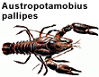 Austropotamobius pallipes