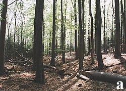 Bukový les