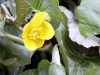 030419_vylet-22-rostliny-blatouch-bahenni_PICT2543_tn.jpg