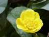 030419_vylet-23-rostliny-blatouch-bahenni_PICT2544_tn.jpg