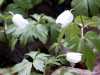 030419_vylet-29-rostliny-sasanka-hajni_PICT2550_tn.jpg
