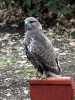 030419_vylet-60-Orlik-ptak-kane-lesni_PICT2596_tn.jpg