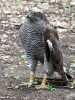 030419_vylet-65-Orlik-ptak-jestrab-lesni_PICT2602_tn.jpg