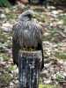 030419_vylet-66-Orlik-ptak-postolka-obecna_PICT2603_tn.jpg
