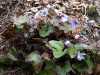 030419_vylet-73-rostliny-jaternik-podleska_PICT2613_tn.jpg